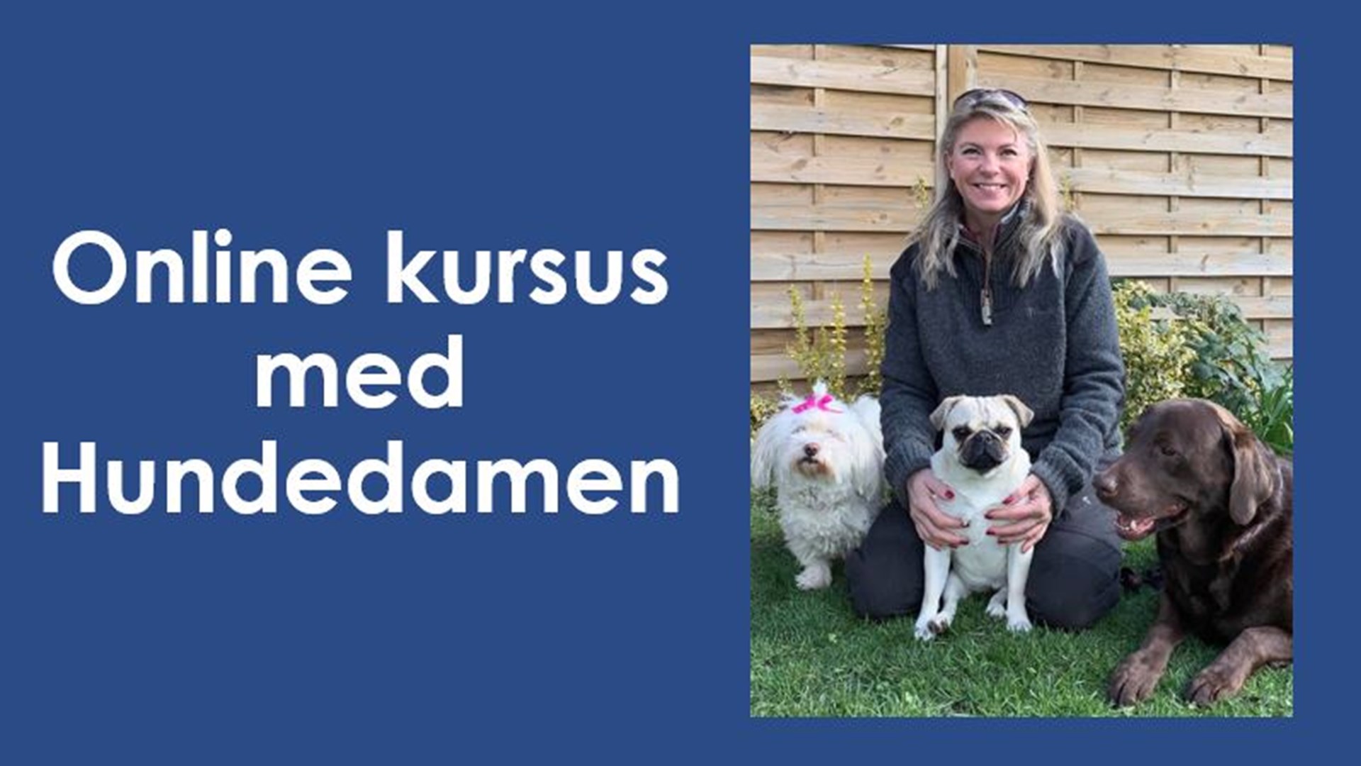 Hundedamens online hvalpekursus